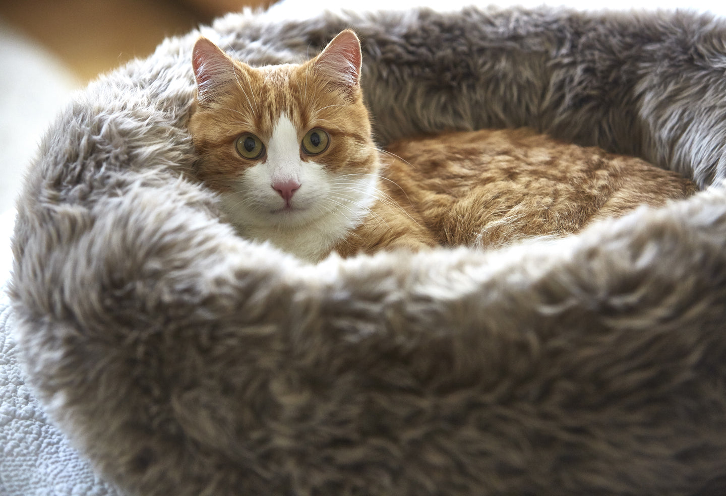 ミアカラ MiaCara 猫 ベッド おしゃれ