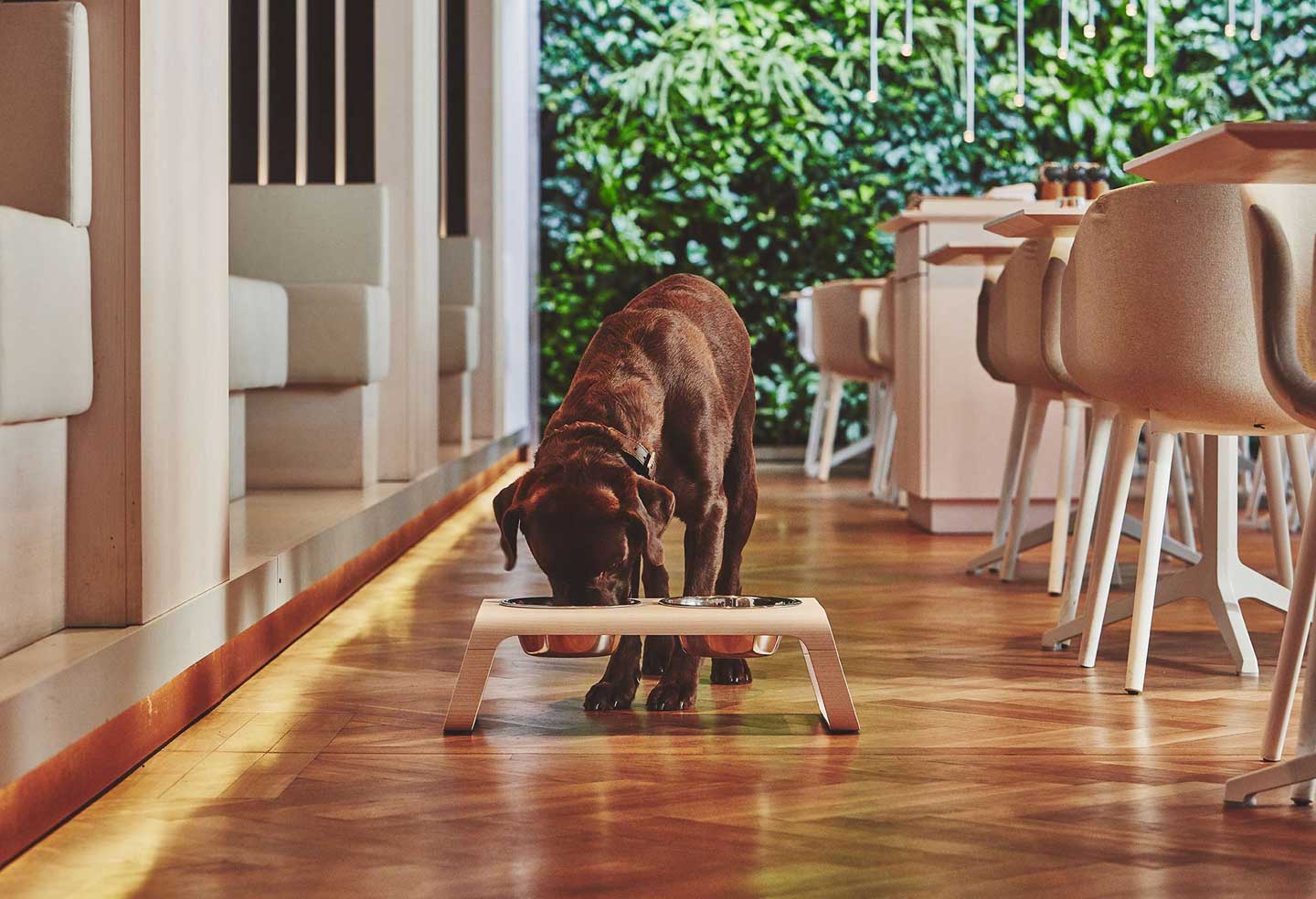 MiaCara (ミアカラ) Desco Dog Feeder – ambrewebsite.com