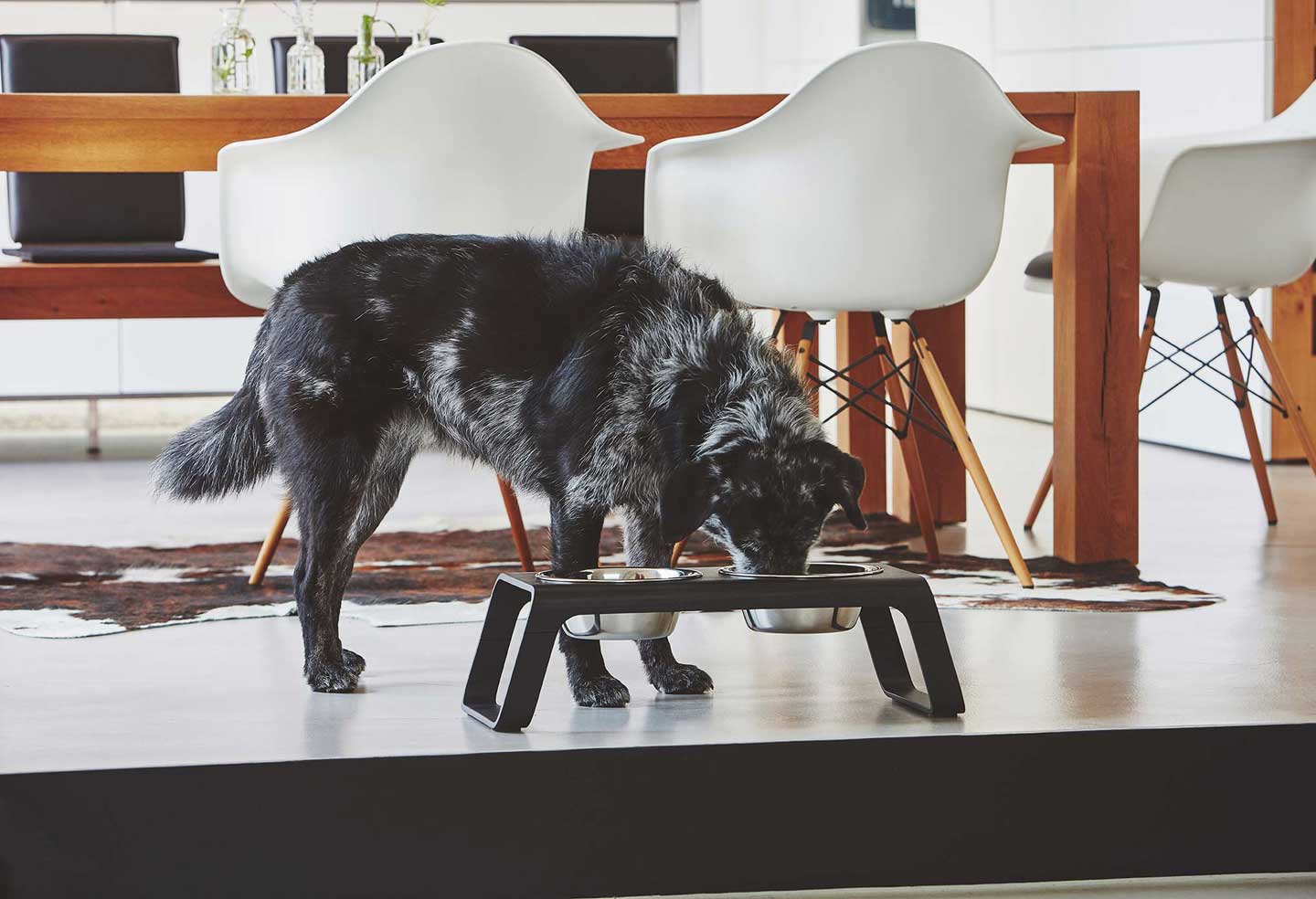 MiaCara (ミアカラ) Desco Dog Feeder