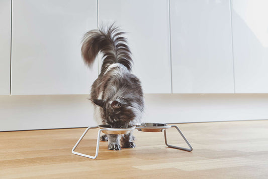 ミアカラ MiaCara cena cat feeder