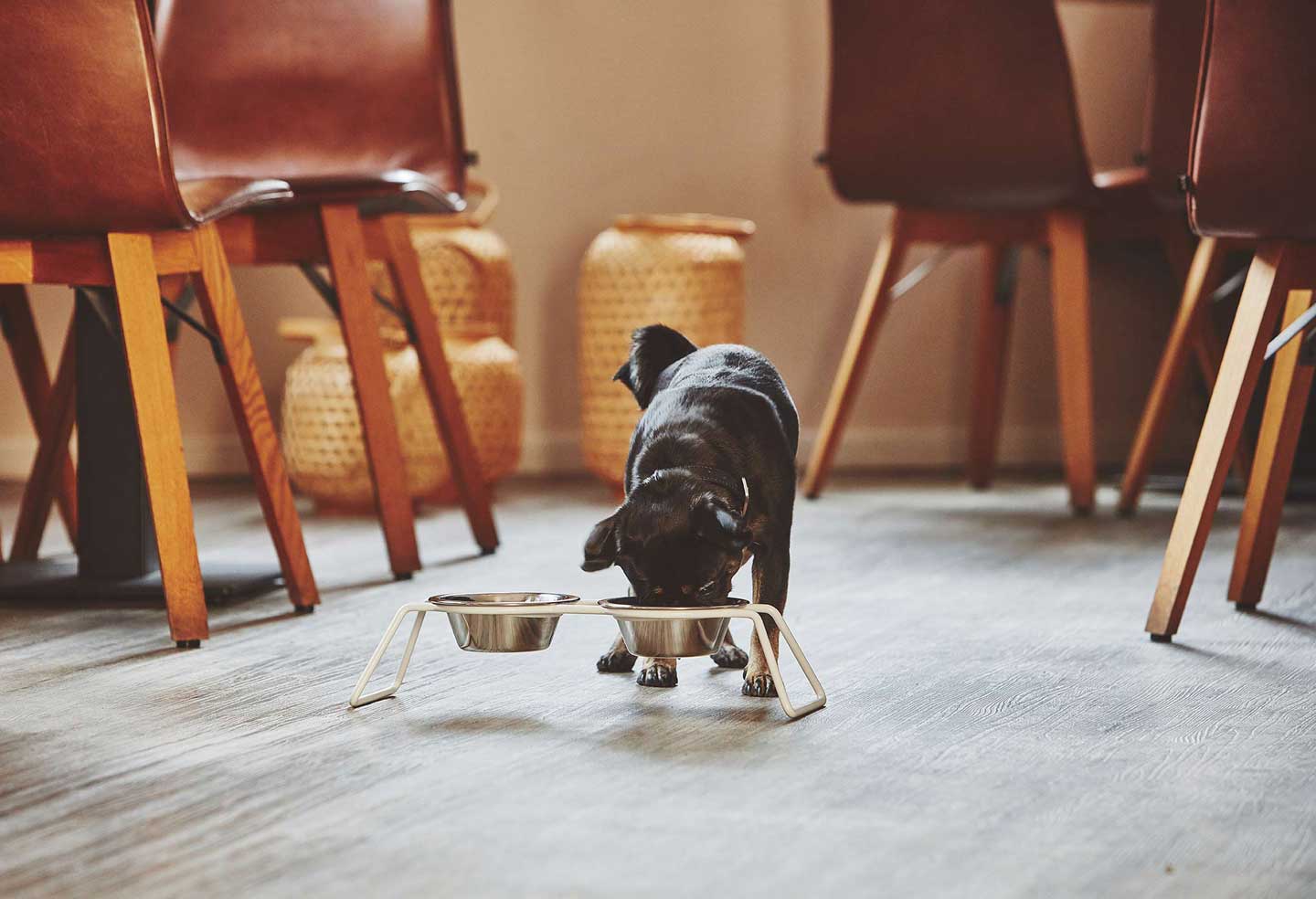 ミアカラ MiaCara cena dog おしゃれ