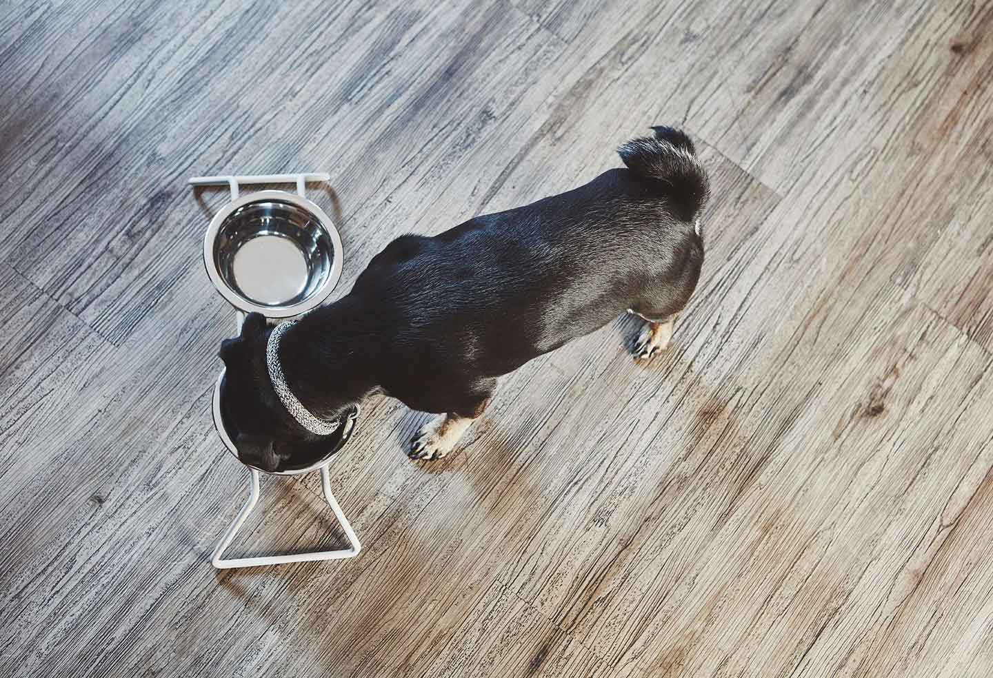ミアカラ MiaCara cena dog おしゃれ