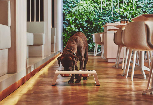 MiaCara (ミアカラ) Desco Dog Feeder